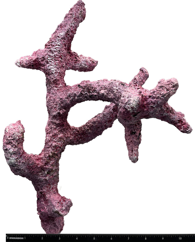 Tropic Eden Morroca Branch Rock- Tripod Long Stem 12