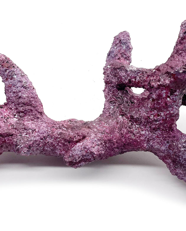 Tropic Eden Morroca Rock - Kraken Branch(M) 17