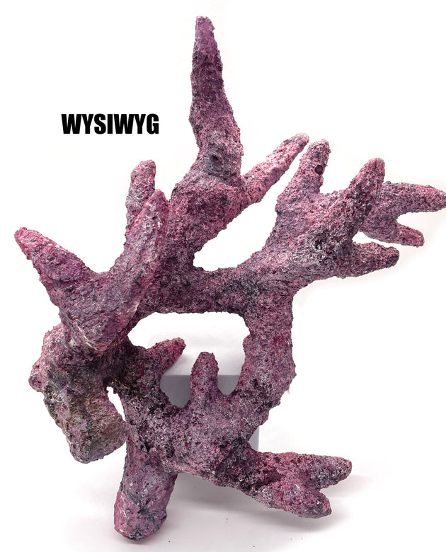 Tropic Eden Morroca Shrub Branch 15