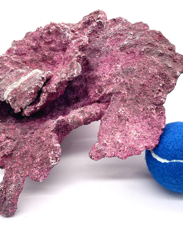 Real Reef Plate Coral - 1 Piece Damaged - WYSIWYG