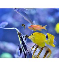 Easy Reefs Masstick Fish Food - 70 grams