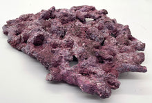 Tropic Eden Morroca Shelf Rock - Med - ONE Piece (3.7-4.2lbs)