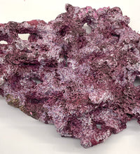Tropic Eden Morroca Shelf Rock - Med - ONE Piece (3.7-4.2lbs)
