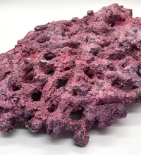 Tropic Eden Morroca Shelf Rock - Large - ONE Piece (5.2-6.77lbs)