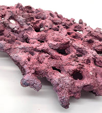 Tropic Eden Morroca Shelf Rock - Large - ONE Piece (5.2-6.77lbs)