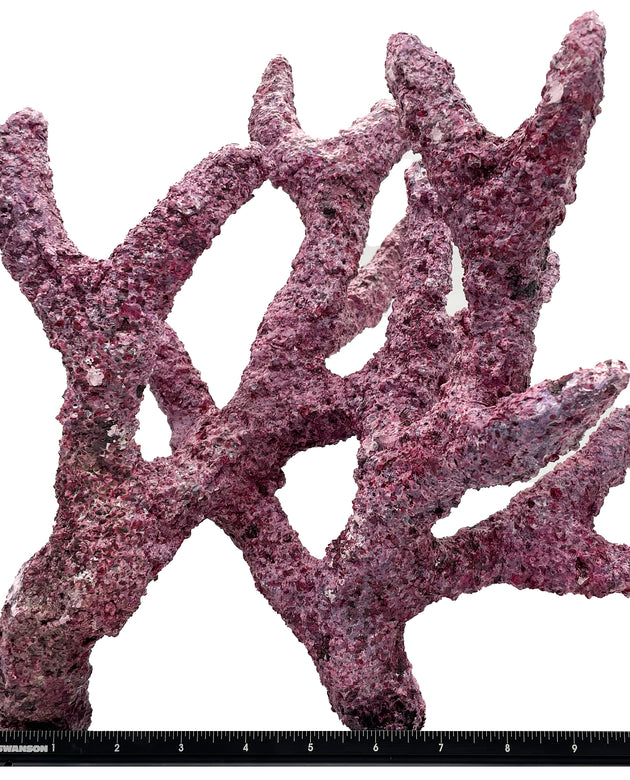 Tropic Eden Morroca Rock - Shrub Branch 15