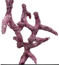 Tropic Eden Morroca Rock - Shrub Branch 15