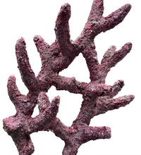 Tropic Eden Morroca Rock - Shrub Branch 15