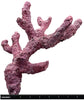 Tropic Eden Morroca Rock - Regular Branch 10"-12"