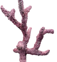 Tropic Eden Morroca Rock - Regular Branch 12
