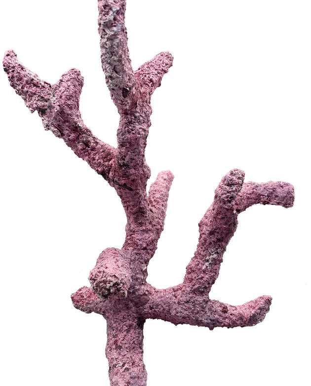 Tropic Eden Morroca Rock - Regular Branch 12
