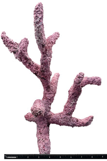 Tropic Eden Morroca Rock - Regular Branch 12"-14"