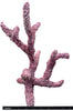Tropic Eden Morroca Rock - Regular Branch 12"-14"