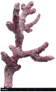 Tropic Eden Morroca Rock - Regular Branch 14"-16"