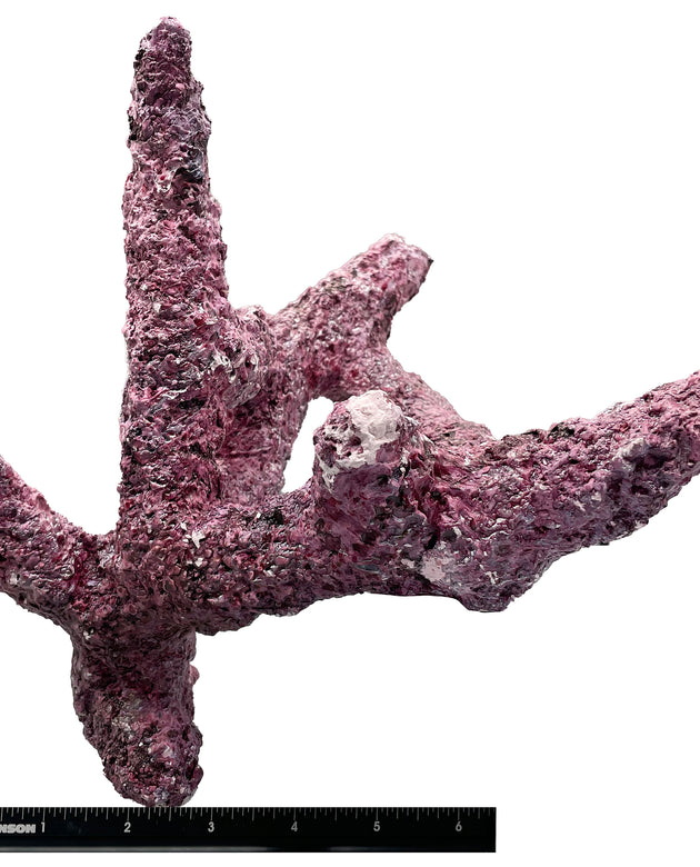 Tropic Eden Morroca Branch Rock - Tripod Regular 8