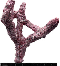 Tropic Eden Morroca Branch Rock - Tripod Regular 8