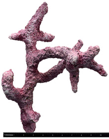 Tropic Eden Morroca Branch Rock- Tripod Long Stem 12"- 14"