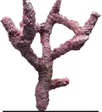 Tropic Eden Morroca Branch Rock- Tripod Long Stem 12