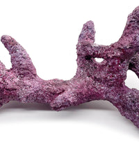 Tropic Eden Morroca Rock - Kraken Branch(M) 17