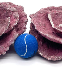 Real Reef Plate Coral - 2 Pieces Damaged - WYSIWYG