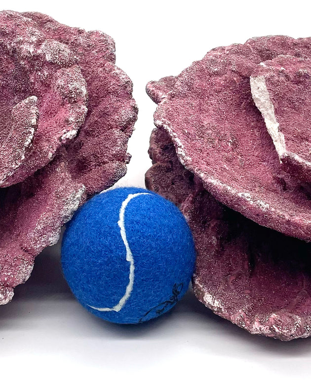 Real Reef Plate Coral - 2 Pieces Damaged - WYSIWYG