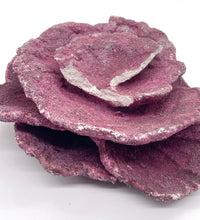 Real Reef Plate Coral - 2 Pieces Damaged - WYSIWYG