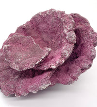 Real Reef Plate Coral - 2 Pieces Damaged - WYSIWYG