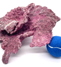 Real Reef Plate Coral - 1 Piece Damaged - WYSIWYG