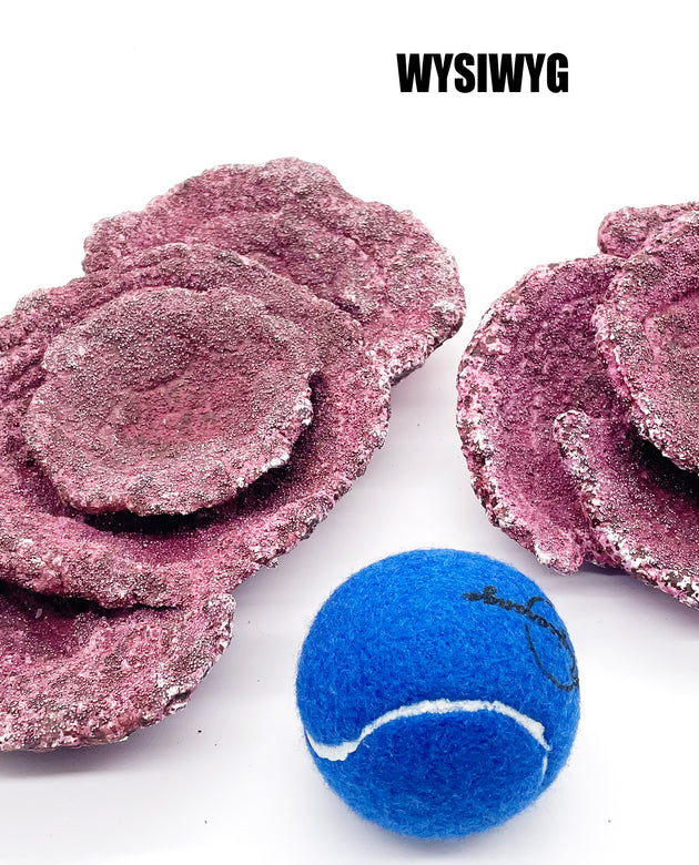 Real Reef Plate Coral - 2 Pieces - WYSIWYG