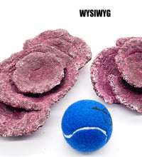 Real Reef Plate Coral - 2 Pieces - WYSIWYG