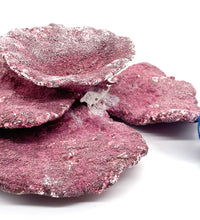 Real Reef Plate Coral - 1 Piece Damaged - WYSIWYG