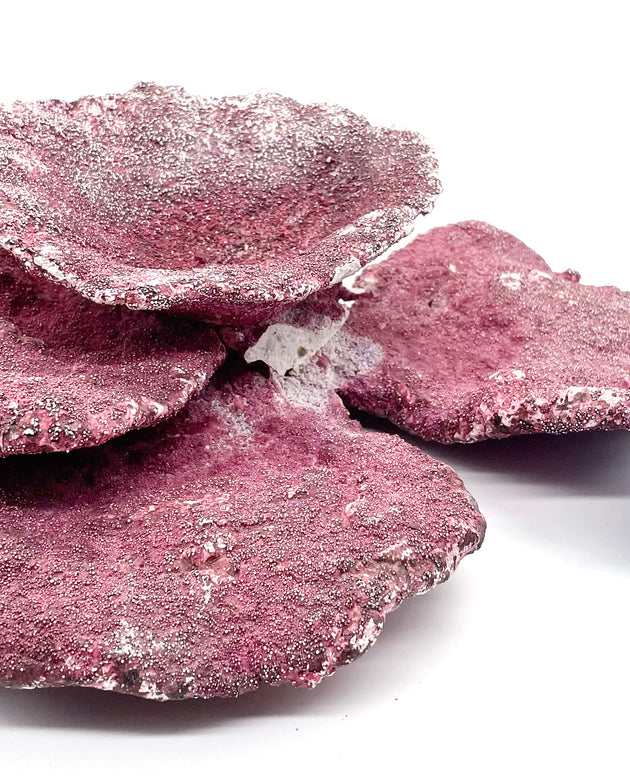 Real Reef Plate Coral - 1 Piece Damaged - WYSIWYG