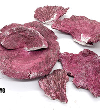 Real Reef Plate Coral - 1 Piece + Rubble Damaged - WYSIWYG