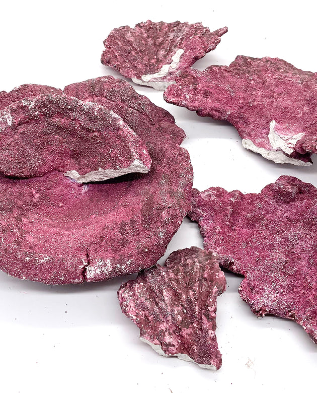 Real Reef Plate Coral - 1 Piece + Rubble Damaged - WYSIWYG