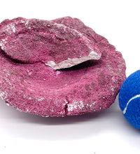 Real Reef Plate Coral - 1 Piece + Rubble Damaged - WYSIWYG