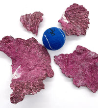 Real Reef Plate Coral - 1 Piece + Rubble Damaged - WYSIWYG