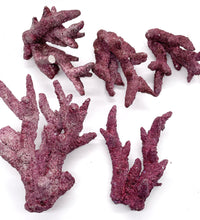 Real Reef Branch Prev Gen - 5 Pieces - WYSIWYG