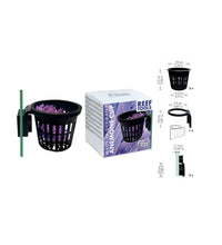 Fauna Marin Anemone Cup