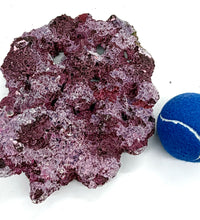 Tropic Eden Morroca Reef Custom Mix - WYSIWYG