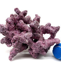 Tropic Eden Morroca Reef Custom Mix - WYSIWYG