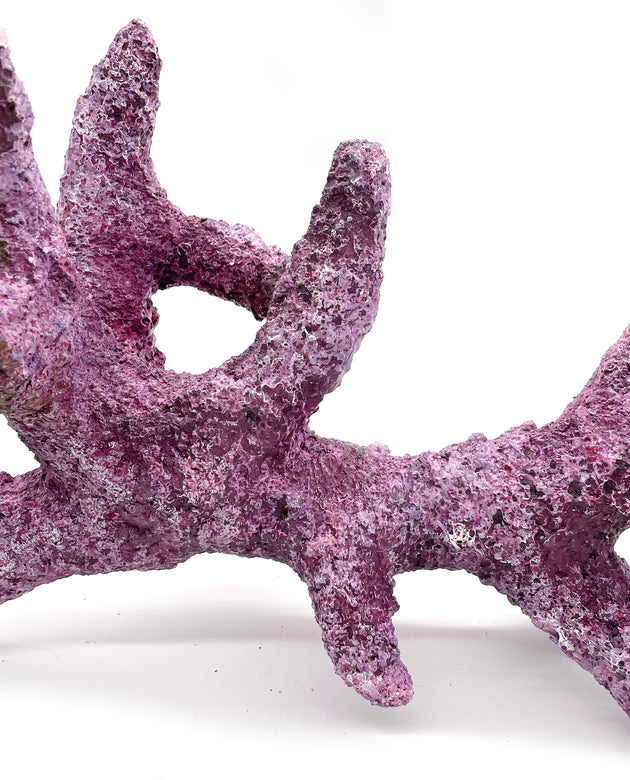 Tropic Eden Morroca Rock - Kraken Branch 14