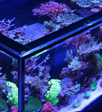 Red Sea Reef-Frame 250 Oak